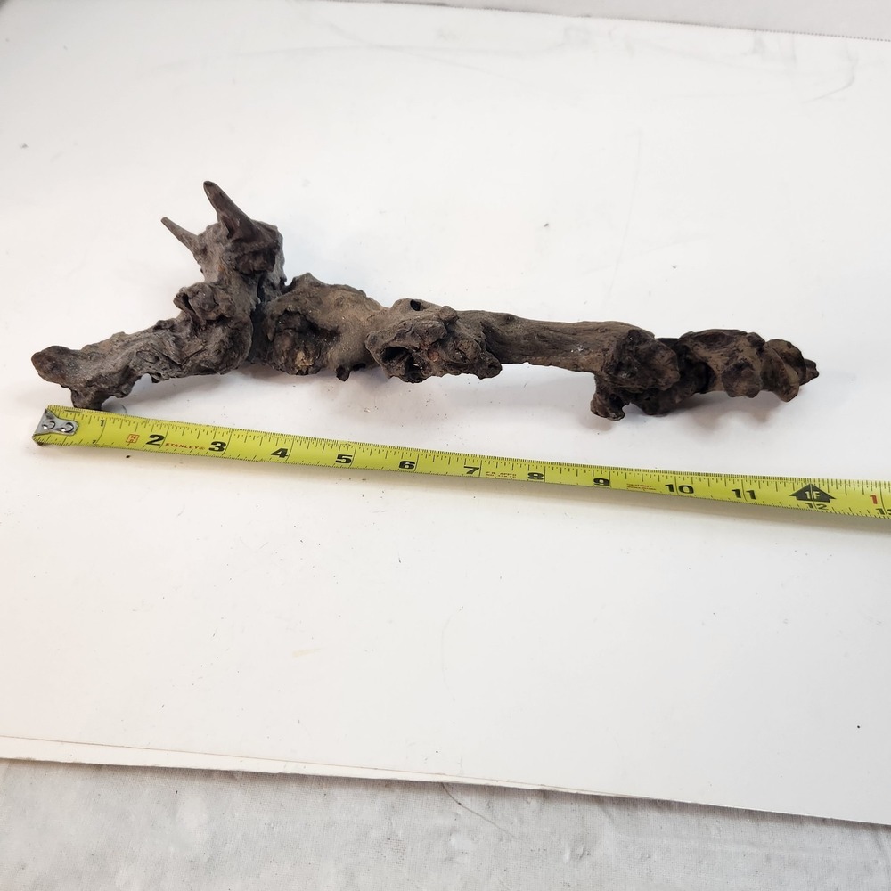 Natural driftwood for aquarium/terrarium/arts and crafts/Taxidermy 12.25" Burl